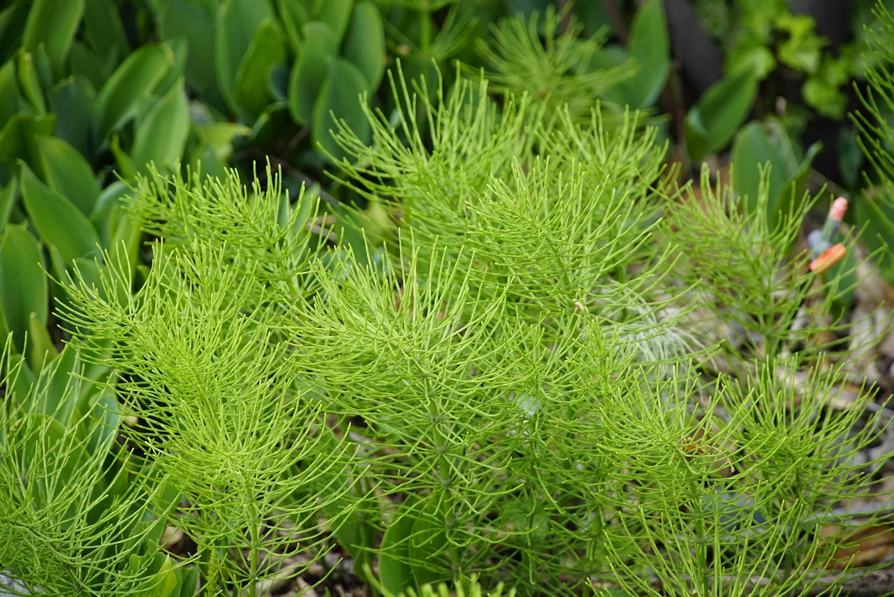 dirvinis asiuklis