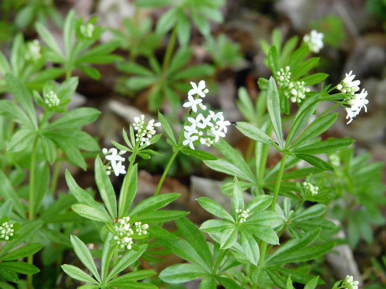 kibusis lipikas